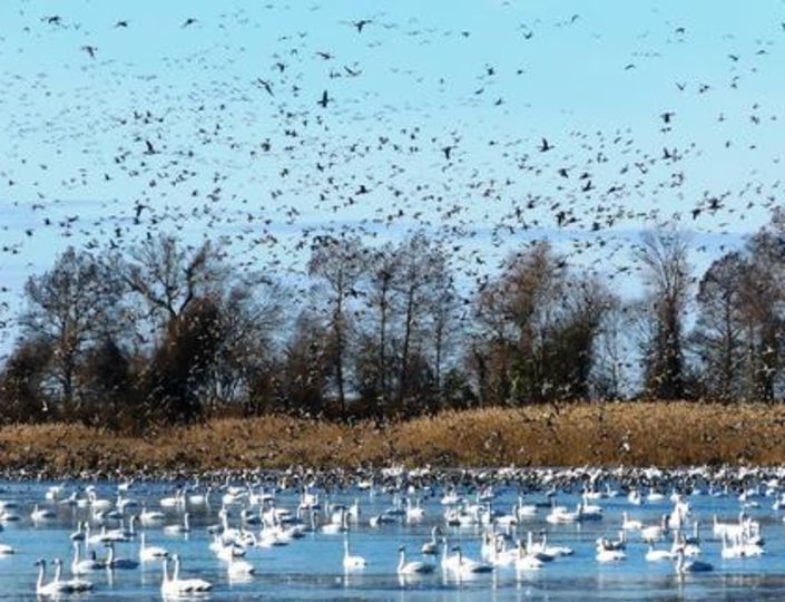 Wings Over Water Birding Session Event